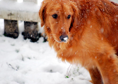 Maxwell - Snow Dog