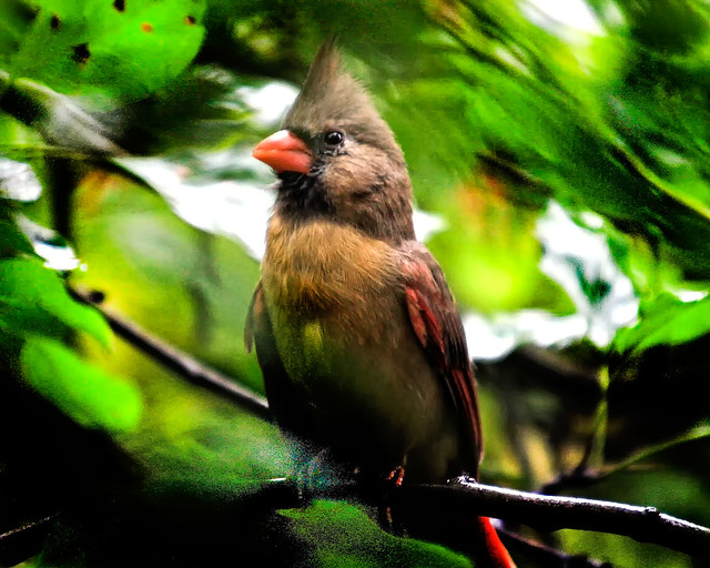 Portrait of a Female Northern Cardinal.
