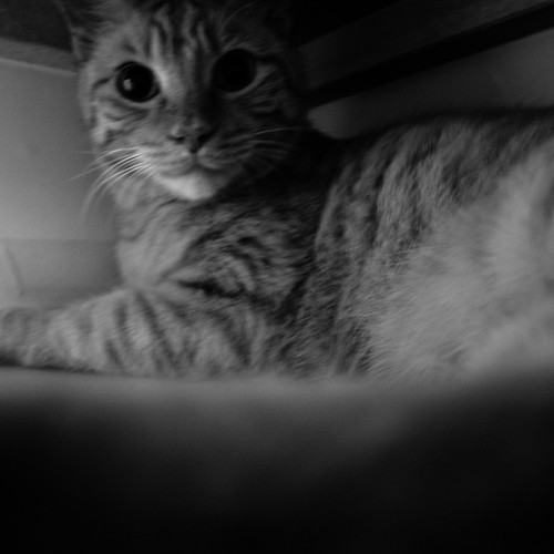Rabi, My Tiger Striped Cat