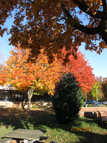 11/5/11: Fall colors