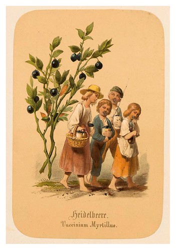004-Arándanos-Illustrirtes Kräuterbuch –Aquarelle- 1870-Adolf Schroedter