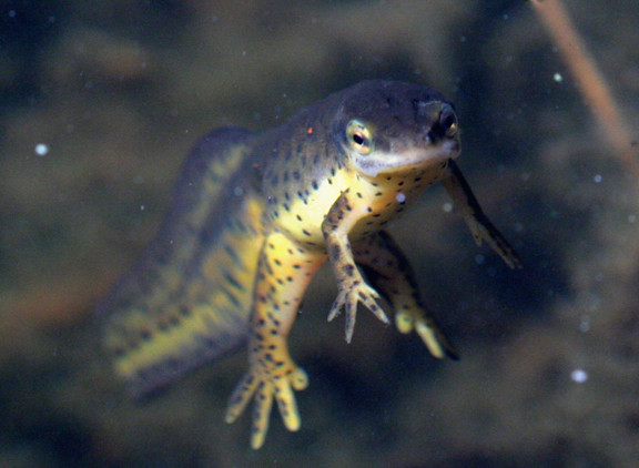 eastern newt, Notophthalamus viridescens