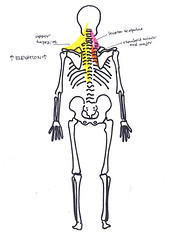 shoulder girdle elevation