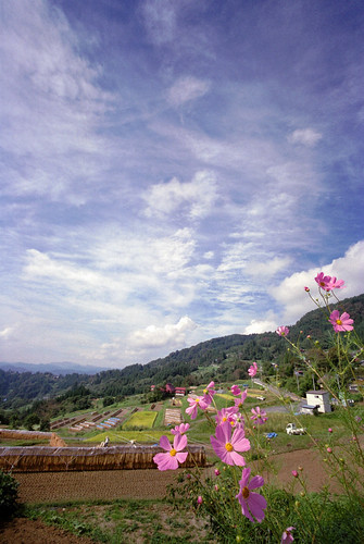 Cosmos,autumnal sky,and terraced paddy fields. 
