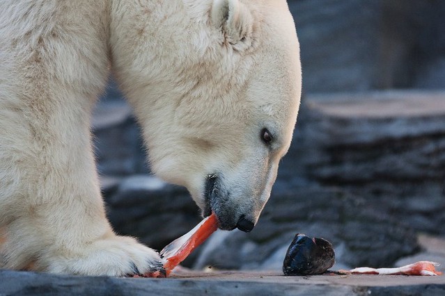 Белые медведи поедают рыбу в зоопарке Праги