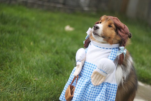 Wizard of Oz: Dog Edition by mccun934, on Flickr