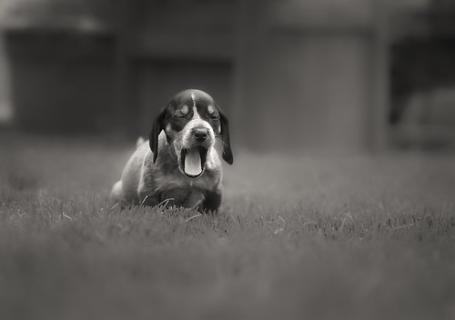 Stella - bluetick coonhound by Zach Boumeester