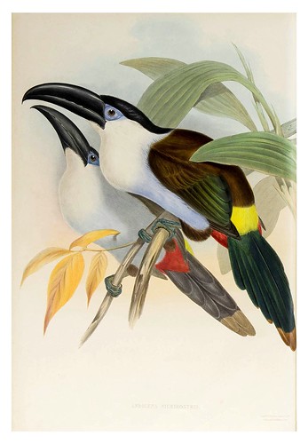 010-Tucan de montaña pico negro-Supplement of the Ramphastidae or family of Toucans Gould John-1855