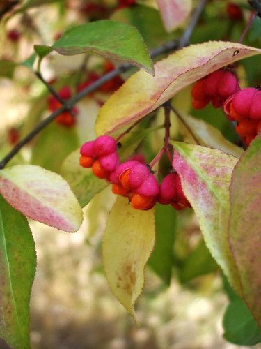 Spindle Tree by amandaschroeder