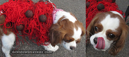 Tompkins Park Halloween Dog Parade_Cavalier King Charles as Spaghetti and Meatballs