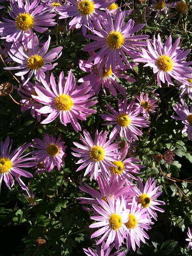 Not your typical autumn colour - Aster Amellus 'Sonia' - Michaelmas Daisy
