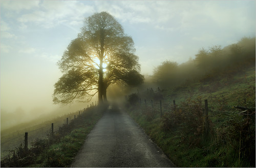 Misty Tree, Peak District by Allan R Chapman