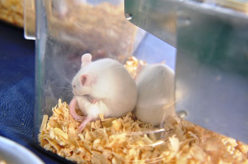Ratos em cativeiro by aldasimplesassim