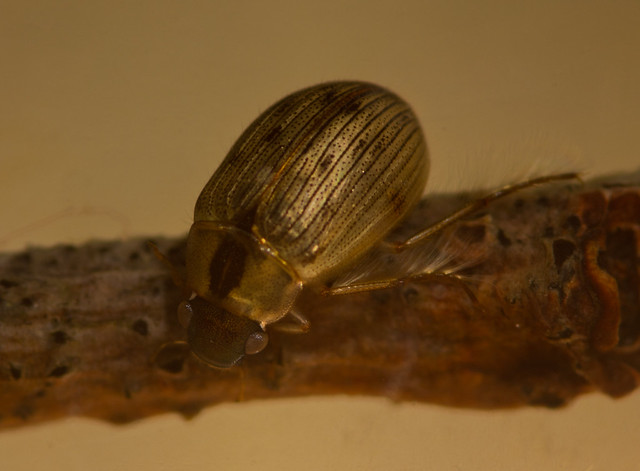 Berosus signaticoillis water scavenger beetle 3