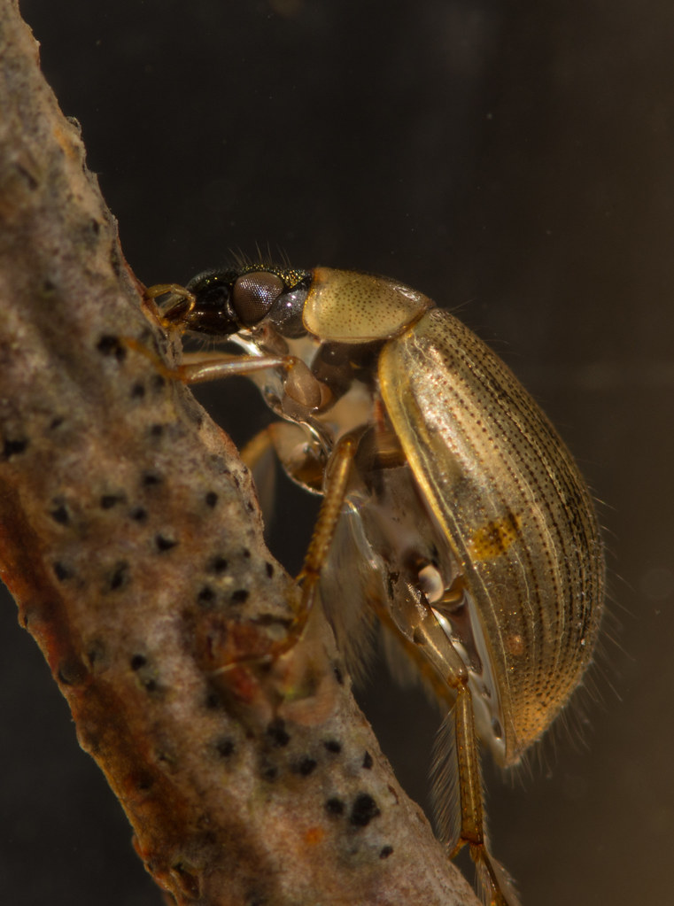 Berosus signaticoillis water scavenger beetle 4