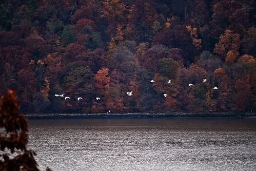 Birds Along the Hudson