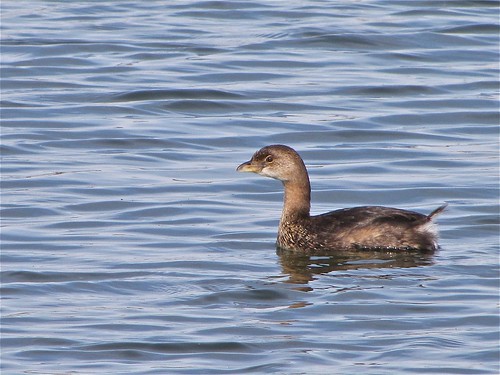 Pied-billed Grebe at White Oak Park in Bloomington, IL 10