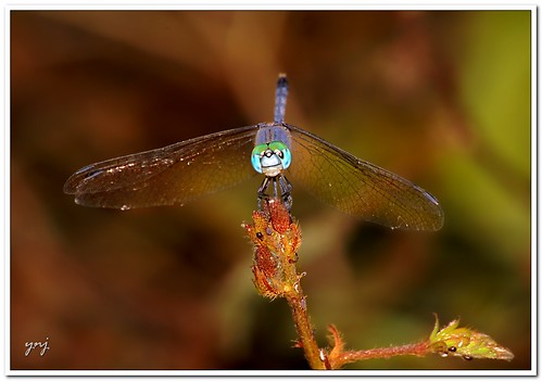 Just another Dragonfly by Yogendra174