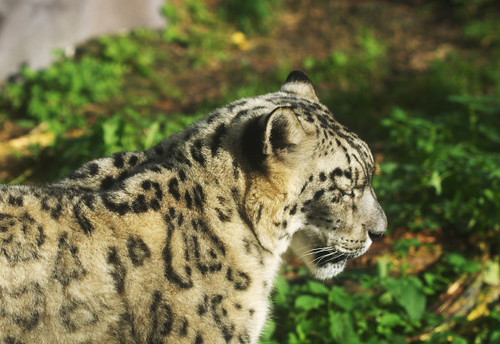 Snow Leopard by Rollofunk