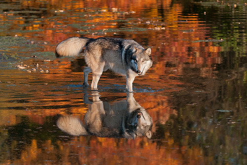 Wolfgang and Fall Colors by The Sewer Bear