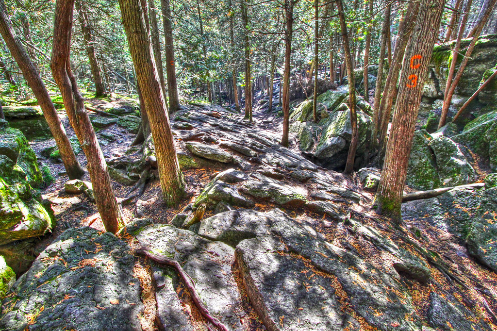 Rocky Forest