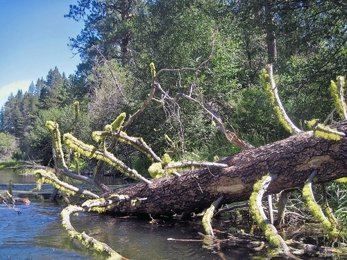 Large wood plays many roles in river systems, including providing needed structure for the proper channel conditions in a stream, enhancing the production of aquatic invertebrates - which provide food for the trout - and essential cover for juvenile and adult fish.