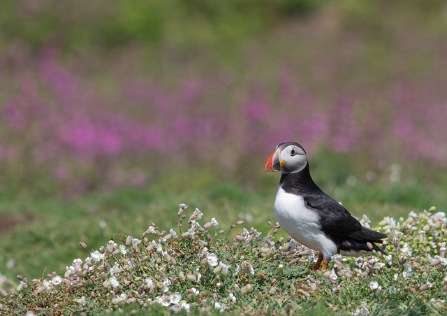 puffin with flowers
