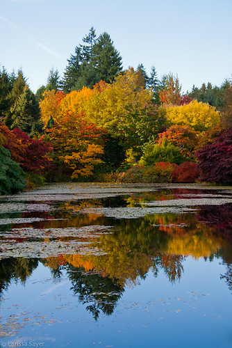 Reflections of Fall