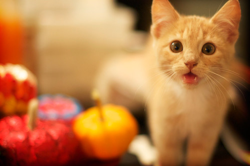 Dexter hopes you had a Happy Halloween!