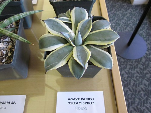 Agave Parryi Cream Spike - Mexico by mclean.library