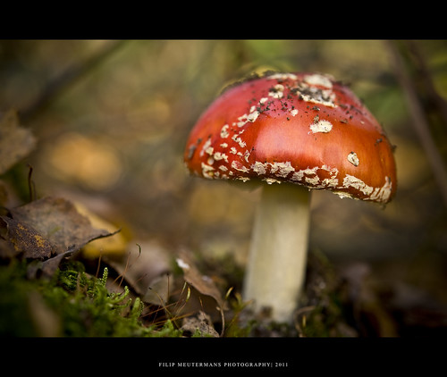 Mushroom by fotofilip3
