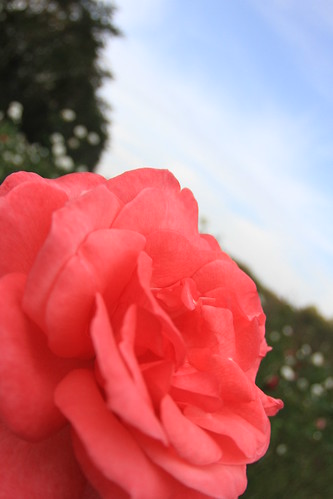 Autumn Rose at Yono park