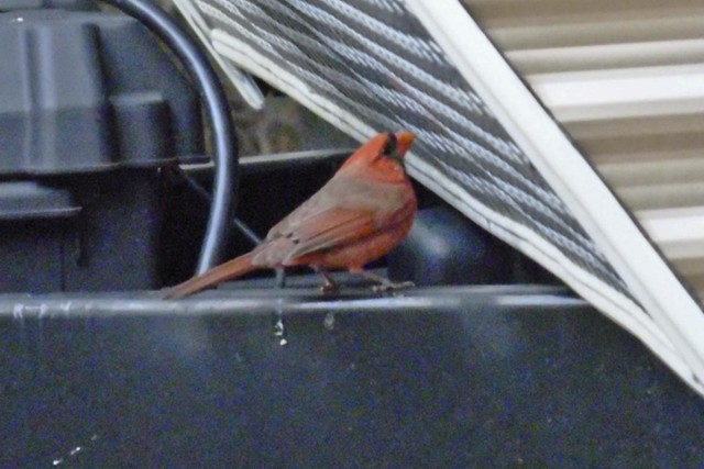 Cardinal with reflection