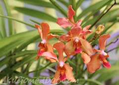 Bunga Orkid - Menjawab tag dari Mata Hati Mekar
