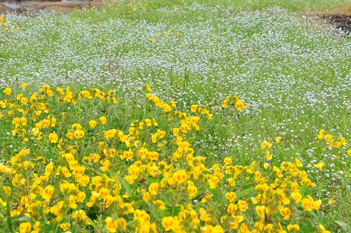 Kaas Plateau flowers, Yellow by rajesh9922