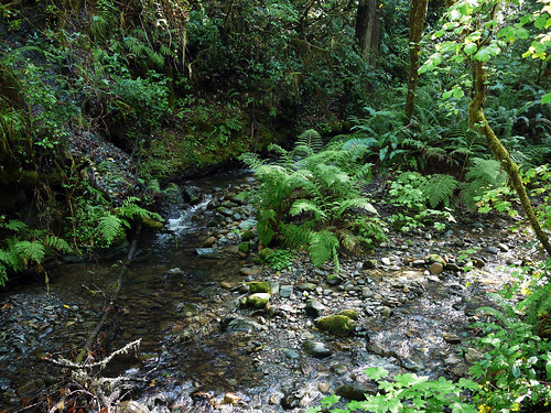 Sword Ferns, Creek