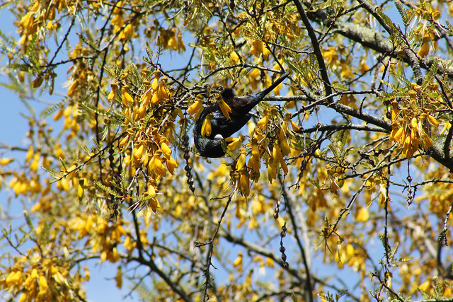 Tui eating lunch