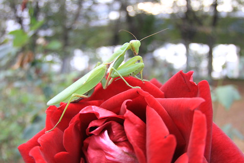 Rose and Mantis