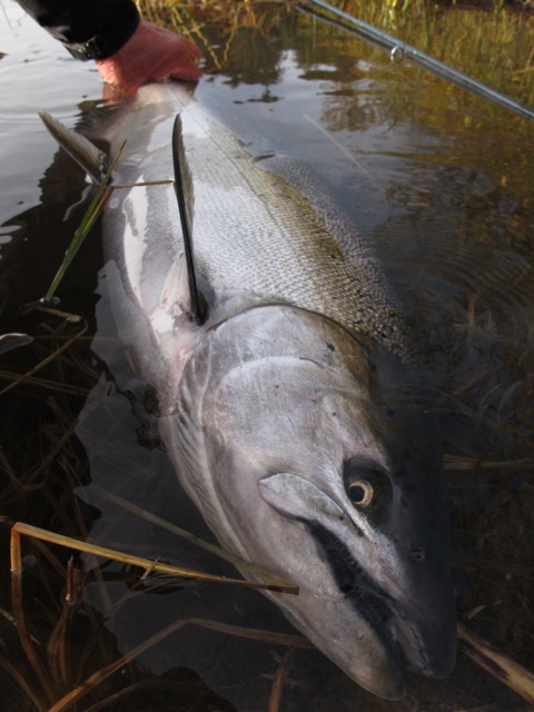 Fly Fishing for Salmon in Oregon