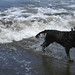 Holly running away from a wave - Westwood Ho