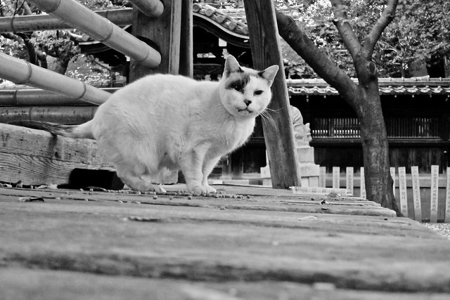 Today's Cat@2011-11-18