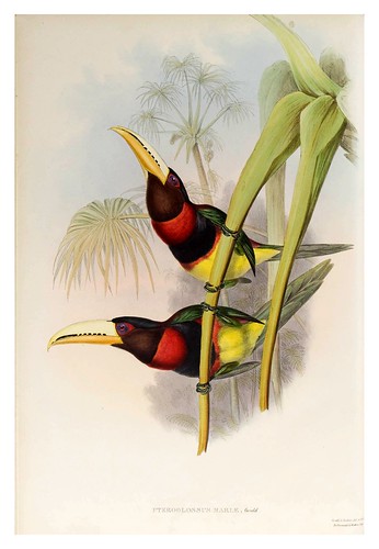 016- Araçari Duquesa de Leuchtenberg-Supplement of the Ramphastidae or family of Toucans Gould John-1855