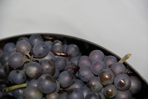Earwigs in the grapes!