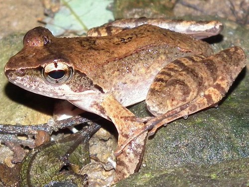 新竹橫山鄉大山背的梭德氏赤蛙。（攝影：劉良力）