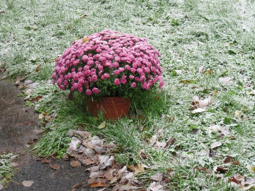Snow on Mums by elizabeth's*whimsies