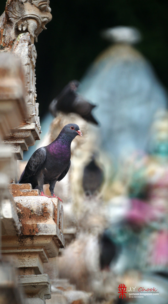Pigeon at Batu Caves