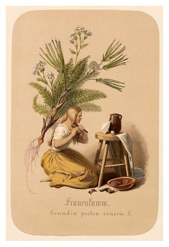 005-Peine de mujer-Illustrirtes Kräuterbuch –Aquarelle- 1870-Adolf Schroedter