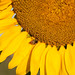 Sunflower. Edmonton Community Gardens.