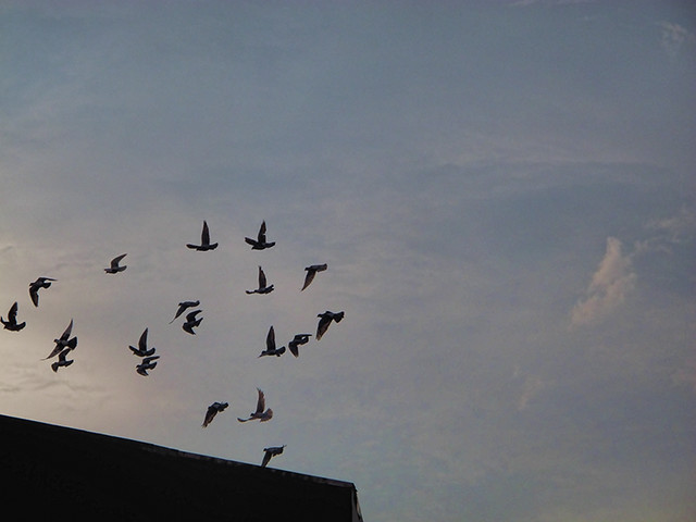 tomas morator pigeons at flight