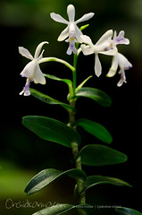 Epidendrum endresii